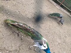 -绵阳盛世樱花悠乐谷