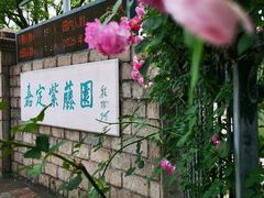 -嘉定紫藤园