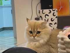-momokira米努特·德文卷毛猫·棉花面纱犬