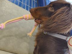 -伟伟宠物医院·CT影像中心·瑞派犬猫综合性门诊(汉口总院)