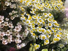 -双季花艺园艺市场(浦东店)