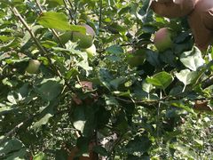 -叠溪松坪沟景区