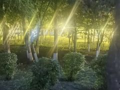 -丁香湖公园