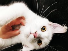 -十年猫舍·猫咪专门店(普陀店)