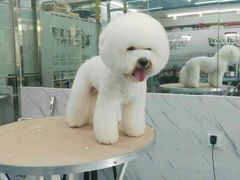 -瑞派宠物医院·24小时骨科·心脏·核磁(哈尔滨南岗店)