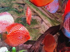 -上海海洋水族馆