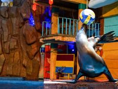 -烟台海昌鲸鲨海洋公园