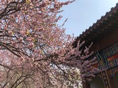 -桃花堤公园