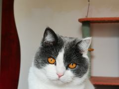 -汪喵宠物医院·骨科心脏影像·犬猫急重症ICU诊疗中心(成华分院)