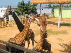 -西霞口神雕山野生动物世界