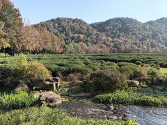 -中国茶叶博物馆(双峰馆区)