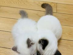 -爱侣宠医·鹦鹉专科·小型哺乳类·异宠专科(灵石路店)