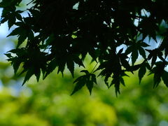 -八卦田遗址公园