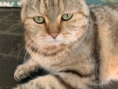 -喵屿·大理花园猫咖