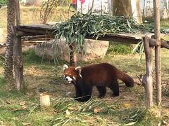 -灵玲国际马戏城