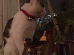 iphone_upload_pic-海边的猫和咖啡馆