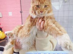 -十年猫舍·猫咪专门店(普陀店)