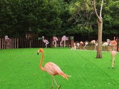 -上海野生动物园