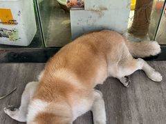 -暖阳宠物医院·犬猫康复中心·骨科