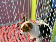 -龟与熊猫宠物公园(南坪店)