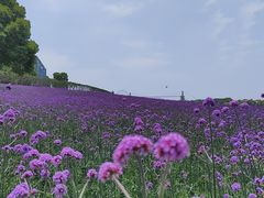 -花博汇(知音花月夜)