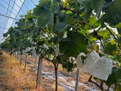 -马陆小张葡萄园农家乐