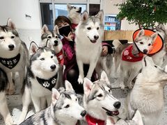 -Husky Go!哈士奇体验馆·宠物咖啡厅狗咖