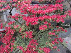 -寂照庵