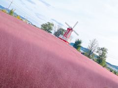 -羊亭河湿地公园