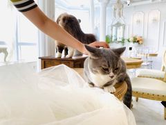 -共舞时光猫咖·狗咖(新街口店)