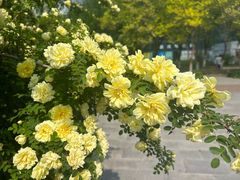 -老昌春饼(学府凯德店)