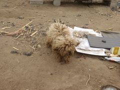 -宠福鑫康馨动物医院·骨科·眼科