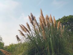 -梁鸿国家湿地公园