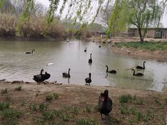 -西山漾湿地公园