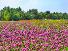 -北纬44度·金珠花海休闲农业旅游景区