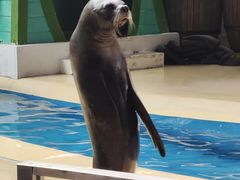 -珠海横琴长隆《卡卡虎奇遇记》