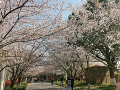 -高东镇樱花园