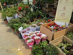 -中环花鸟鱼虫市场