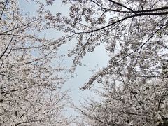 -高东镇樱花园