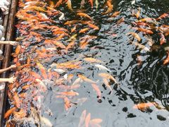 -千岛湖东南湖区