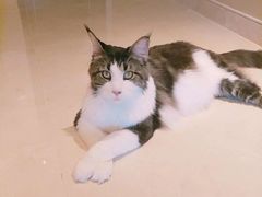 -猫大福·Fortune Cat猫舍(百子湾店)