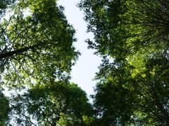 -黄海国家森林公园