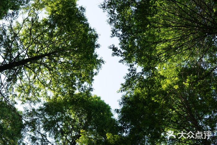 黄海国家森林公园图片