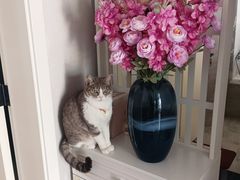 -艾贝尔宠物医院 ·内科全科(梁溪路店)