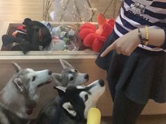 -Husky Go! 哈士奇体验馆·宠物咖啡厅狗咖