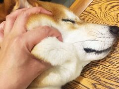 -柴务处·柴犬主题狗咖