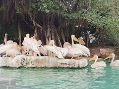 -珠海长隆海洋王国