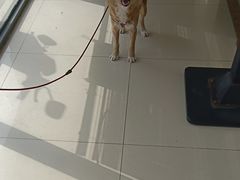 -艾贝尔宠物医院 ·内科全科(梁溪路店)