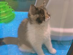 -藏猫猫咖啡主题馆(中央大道店)