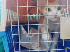 -十年猫舍·猫咪专门店(普陀店)